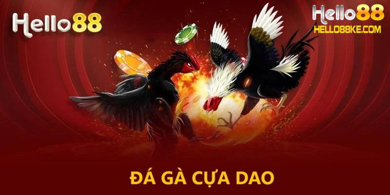 Luật chơi đá gà cựa dao chi tiết nhất dành cho kê thủ