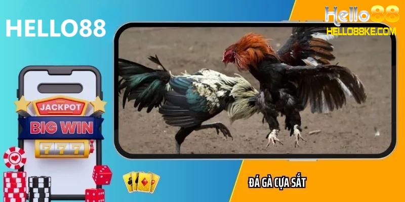 Đá gà cựa sắt tại Hello88 và các kinh nghiệm chơi hiệu quả
